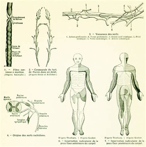 1912 Nerfs Rachidiens Anatomie Du Corps Humain Médecine Etsy