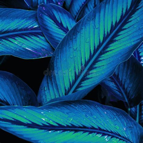 Tropical Leaves Abstract Green Leaves Texture Nature Background Stock