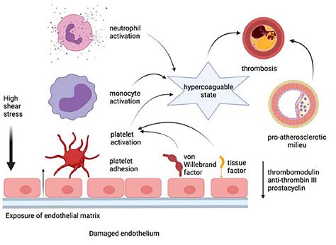 Frontiers Emerging Role Of Platelet Endothelium Interactions In The