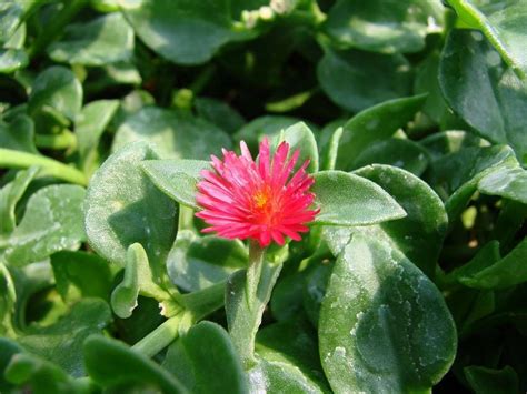 Aptenia Cordifolia ‘red Apple’ Quality Cuttings