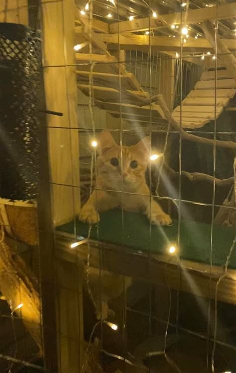 Couple Builds Dreamy ‘catio Oasis For Their Indoor Cats Laptrinhx News