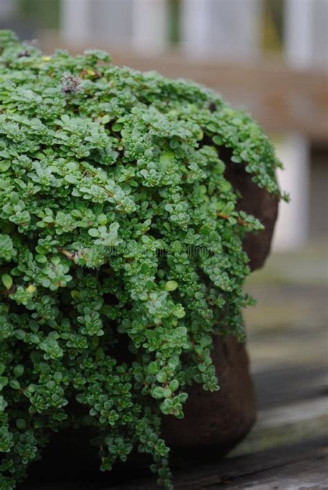 Close Up Of Creeping Thyme Groundcover Plant Stock Image Image Of