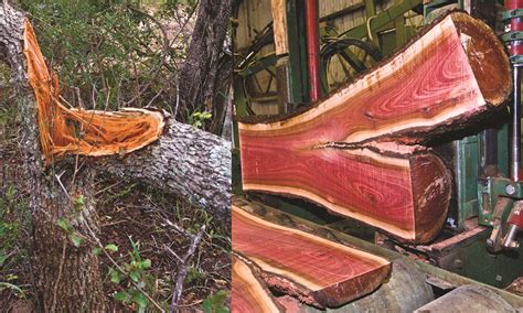 Pink Ivory Lumber In 2019 Wood Wood Wood Tree Wood Slab