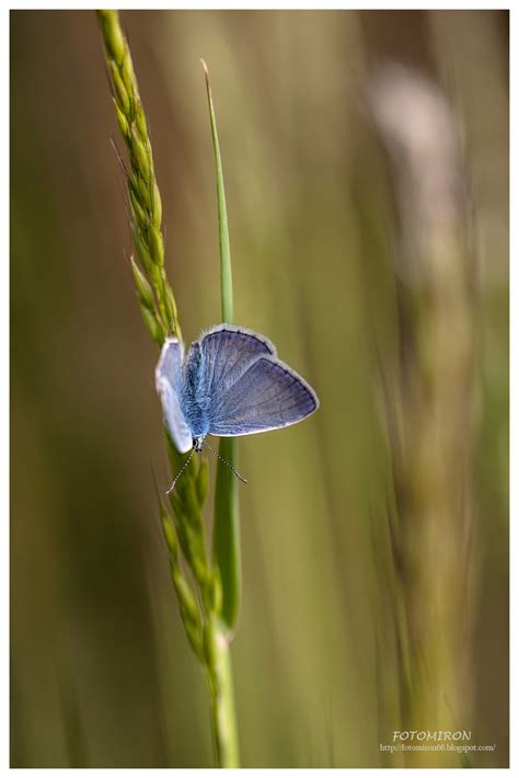 Fotomiron Niebieski Motyl