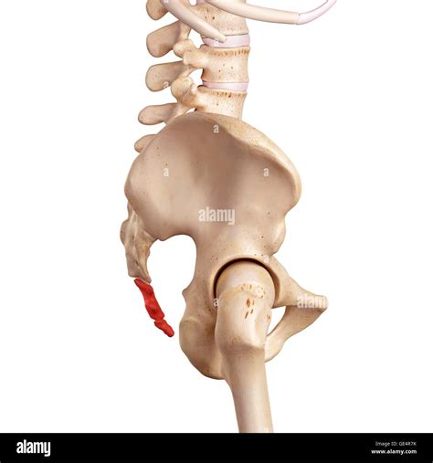 Coccyx High Resolution Stock Photography And Images Alamy