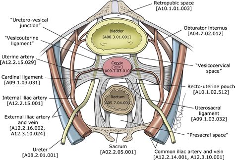 Pelvic Anatomy Female Ligaments Human Anatomy