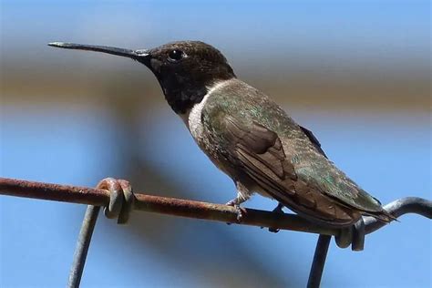 Hummingbirds In Georgia Regular And Rare Visitors Bird Feeder Hub
