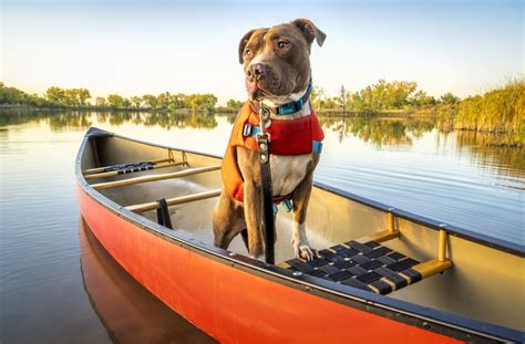 Boating With Dogs How To Safely Take Your Dog On A Boat