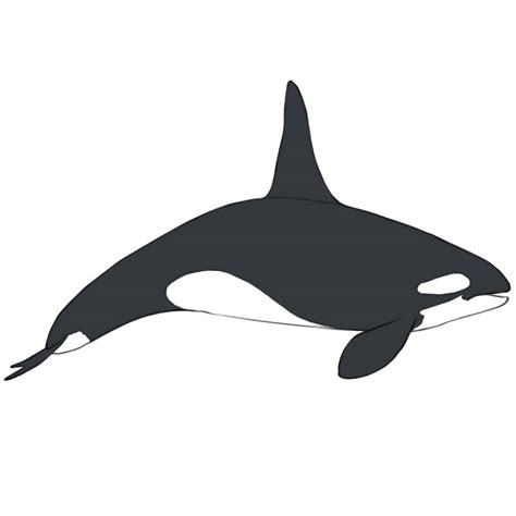 How To Draw A Killer Whale Easy Drawing Art