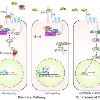 Schematic Diagrams Depicting The Wnt Signaling Pathways The Canonical
