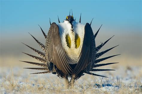 Wyomings Bird Of Paradise Biographic