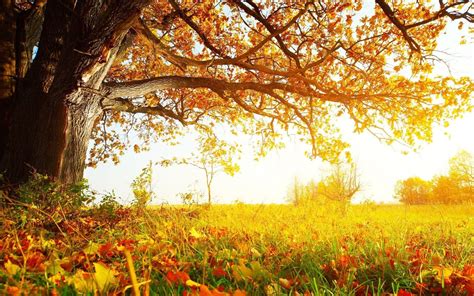 Fall Trees Wallpapers 68 Background Pictures
