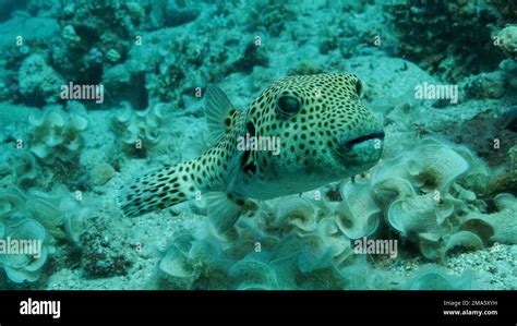 Close Up Of Pufferfish Arothron Stellatus Swims Near Coral Reef