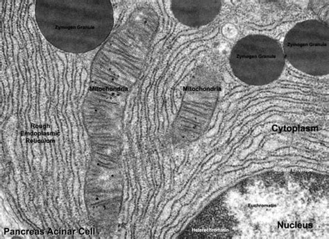 Medicine is the science and practice of caring for a patient and managing the diagnosis, prognosis, prevention, treatment or palliation of their injury or disease.medicine encompasses a variety of health care practices evolved to maintain and restore health by the prevention and treatment of illness. Talk:ANAT2511 Introduction to Histology - Embryology