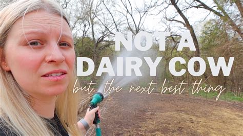 When You Can T Have A Dairy Cow The Next Best Thing To My Own Cow Morning Farm Chores Youtube