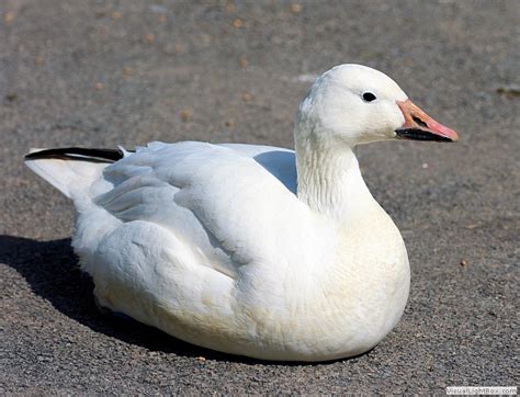 White Geese Chen Identification Id Types Of White Goose Wildfowl