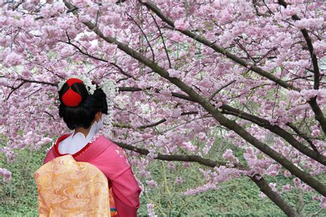 Hanami 2018 El Espectáculo De Los Cerezos En Flor De Japón