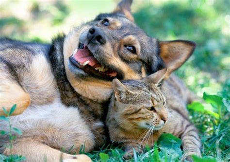 Photos Of Dogs And Cats Together Thriftyfun