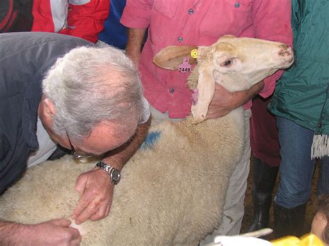 ביהס לרפואה וטרינרית עש קורט האוניברסיטה העברית בירושלים