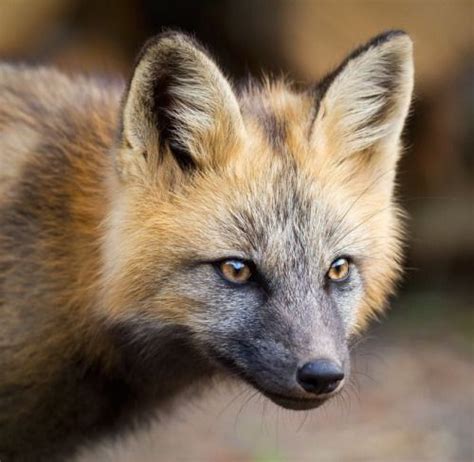Cross Fox Kit By © Brittany Crossman Fox Animals Beautiful Young Fox