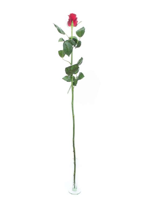 30 Lange Rote Rosen Angebot Zum Valentinstag Blumigo