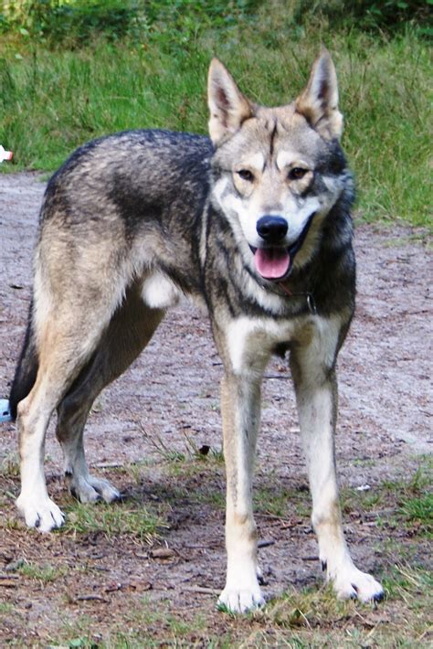 Saarloos Wolfdog Wikipedia