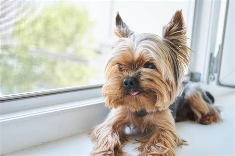 The Best Small Dog Breeds For An Apartment Blog