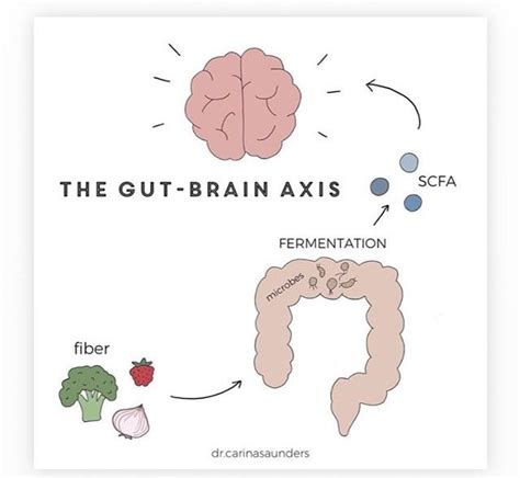 pin by theresa dickson on books gut brain microbes fermentation