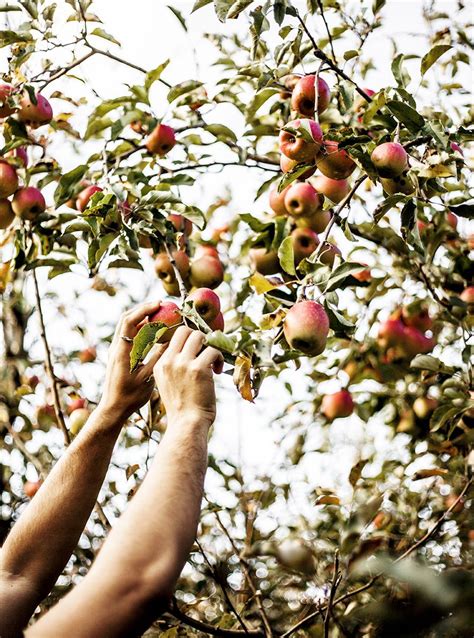 Pin By Slmtal On Autumn Dream Apple Orchard Photography Apple Season