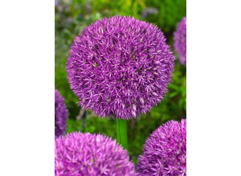 Buy Allium PINBALL WIZARD Flower Bulbs Online BULBi UK