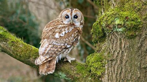 Tawny Owl Strix Aluco British Birds Woodland Trust