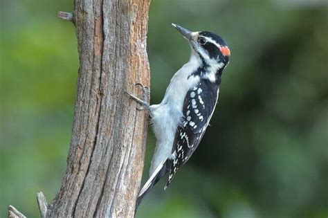 10 Birds That Look Like Downy Woodpecker In Depth Guide Learn Bird