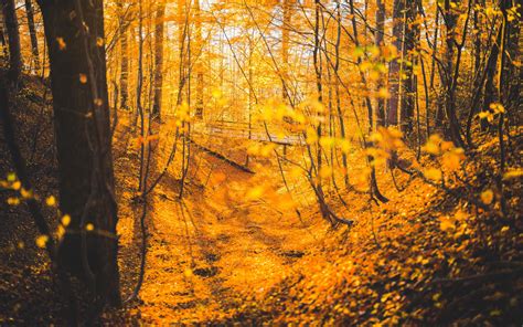 3840x2400 Autumn Forest Trees 5k 4k Hd 4k Wallpapersimages