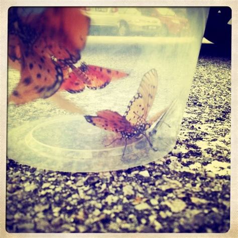 Confessions Of A Lepidoterist Butterfly Relocation Project