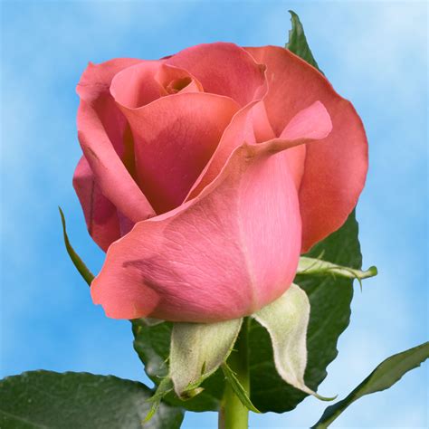 Light Pink Roses Valentines Day Wholesale Global Rose
