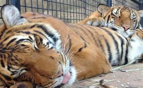 Tulsa Zoos Malayan Tiger Blep Rblep