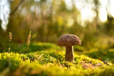 King Pine Bolete In Moss At Forest White Mushroom Fungal Mycelium In