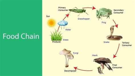 Environment And Ecology Lesson 2 Food Chain Youtube