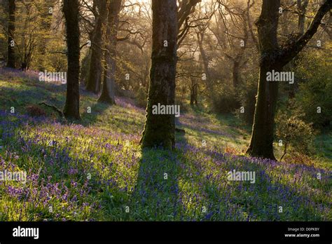 Bluebell Woods Dorset England Uk Stock Photo Alamy
