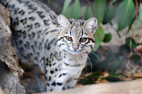 All Sizes Little Spotted Cat Leopardus Tigrinus Oncilla Flickr