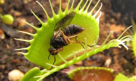 Plants That Eat Bugs Small Online Class For Ages 5 8 Outschool