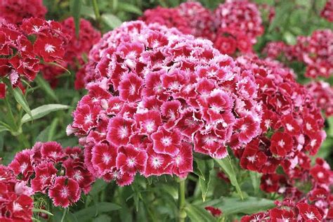 Top 10 Most Popular Flowers To Plant In Your Garden