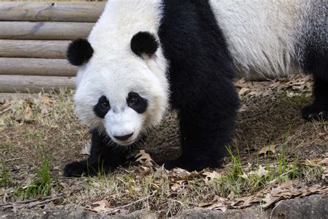 Panda Updates Friday November 13 Zoo Atlanta