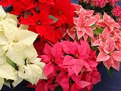 Image result for picture of a poinsettia flower