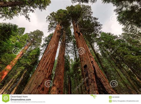 Giant Sequoias In Sequoia National Park Royalty Free Stock Photo