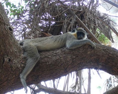 Negative Impact Of Tourism Lazy Monkeys Tr