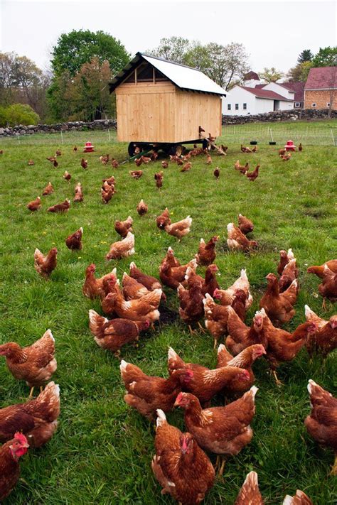 Why Pasture Raised Chicken Eggs Sustainable Dish Chickens Backyard