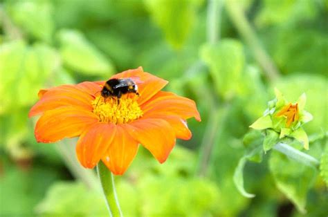 Das zimbelkraut wächst zwischen mauern und blüht ständig. Worauf Insekten im Garten fliegen - Celler Presse