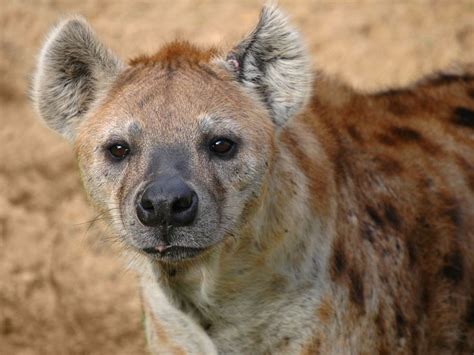 Hyena Filehyena Wikimedia Commons Hyena Animal Facts Fun