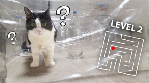 Invisible Maze Or The Cat 3 Levels Youtube Cats Domestic Cat